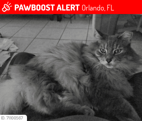 Lost Male Cat last seen Westridge Blvd and Lakepoint Dr, Orlando, FL 32822