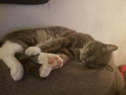 Lost Male Cat last seen Near N 28th St, Boise, ID 83703