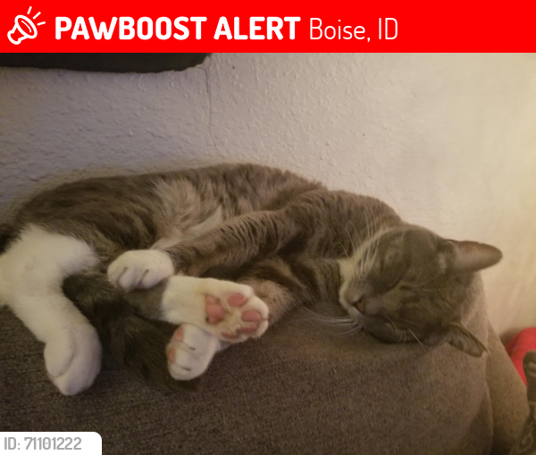 Lost Male Cat last seen Near N 28th St, Boise, ID 83703