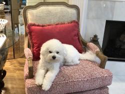 Lost Female Dog last seen Southwestern and Weslayan, Houston, TX 77005