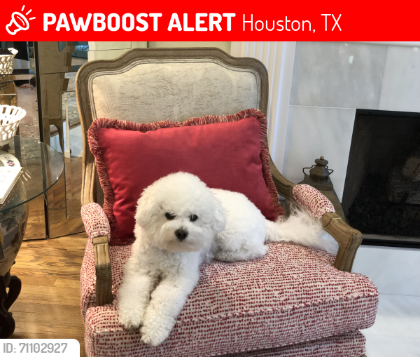 Lost Female Dog last seen Southwestern and Weslayan, Houston, TX 77005