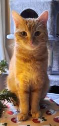 Lost Female Cat last seen The Herbs area of Bradley Stoke, Bradley Stoke, England BS32