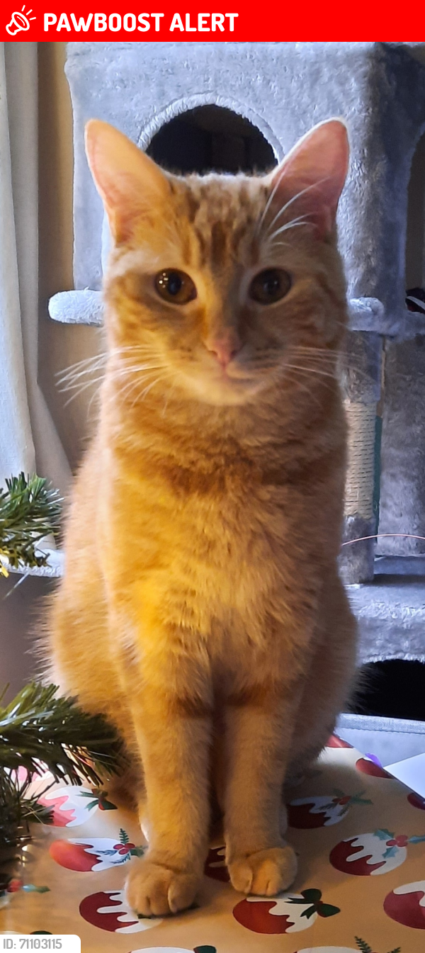 Lost Female Cat last seen The Herbs area of Bradley Stoke, Bradley Stoke, England BS32