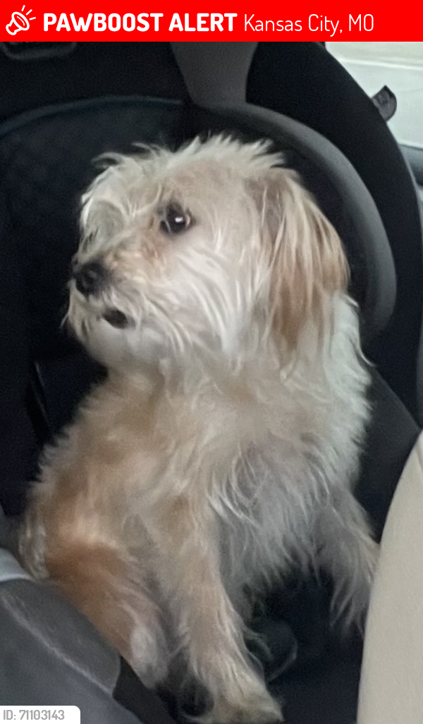 Lost Male Dog last seen Benton and Prospect, Kansas City, MO 64127