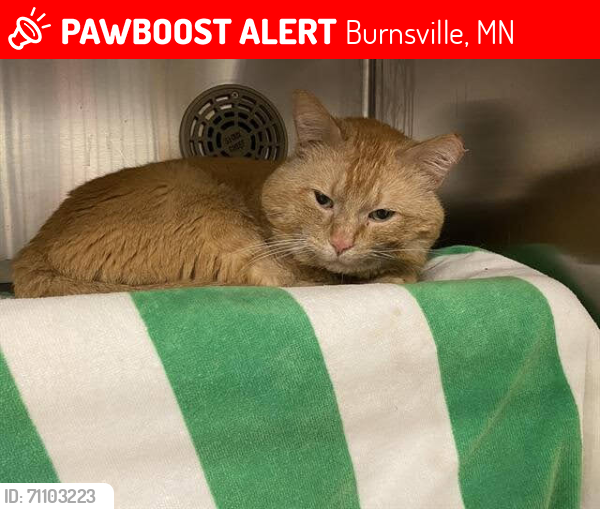 Lost Male Cat last seen Near Nicollet Ave #201 Burnsville MN 55337, Burnsville, MN 55337