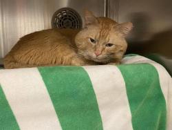 Lost Male Cat last seen Near Nicollet Ave #201 Burnsville MN 55337, Burnsville, MN 55337