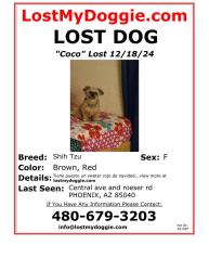 Lost Female Dog last seen Phoenix , Phoenix, AZ 85040
