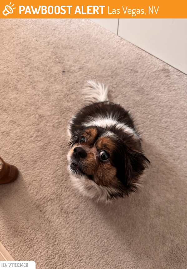 Las Vegas, NV Stray Female Dog Found Near Vegas Valley and Hollywood ...