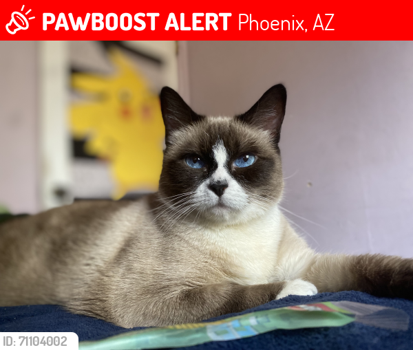 Lost Female Cat last seen Near E Willeta st , Phoenix, AZ 85008