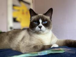 Lost Female Cat last seen Near E Willeta st , Phoenix, AZ 85008