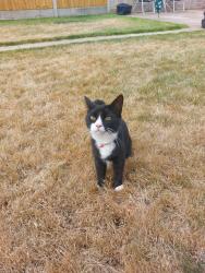 Lost Female Cat last seen Belvedere Road, Greater London, England DA7
