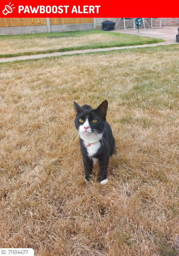 Lost Female Cat last seen Belvedere Road, Greater London, England DA7