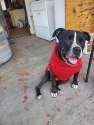 Lost Female Dog last seen Cynthia Street Pomona, Pomona, CA 91766