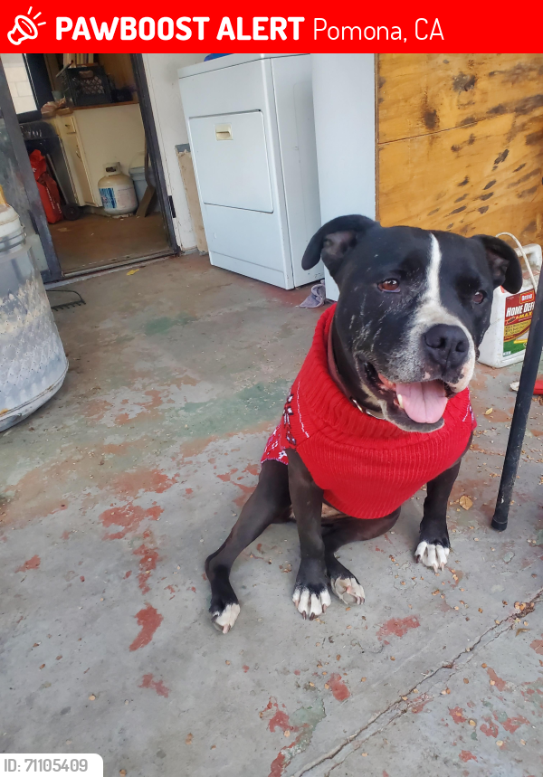 Lost Female Dog last seen Cynthia Street Pomona, Pomona, CA 91766