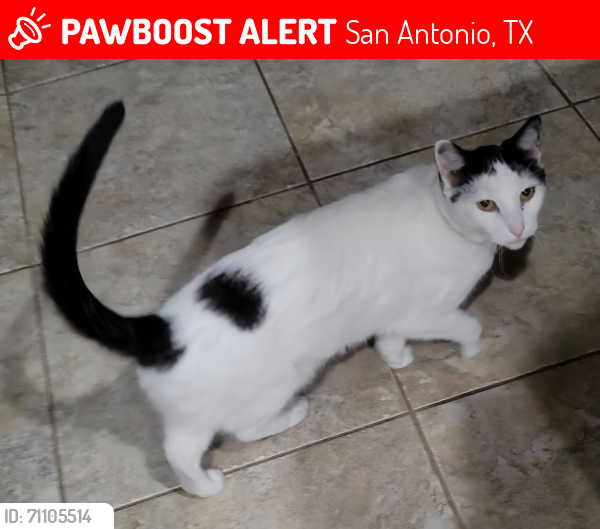 Lost Male Cat last seen The heights boulevard, san antonio, tx, San Antonio, TX 78260
