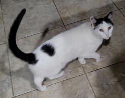 Lost Male Cat last seen The heights boulevard, san antonio, tx, San Antonio, TX 78260