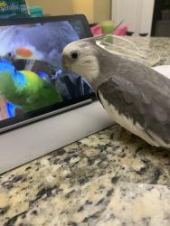 Lost Unknown Bird last seen 88th Avenue & SW 20th street , Miami, FL 33165
