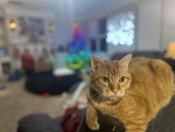 Lost Male Cat last seen Barrett Chase/Crescent Woode Drive, Hiram, GA 30157