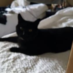 Lost Male Cat last seen Near th and northmount, Calgary, AB T2K