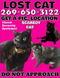 Lost Male Cat last seen 14 Mile Road Farmington Hills Michigan, Farmington Hills, MI 48322