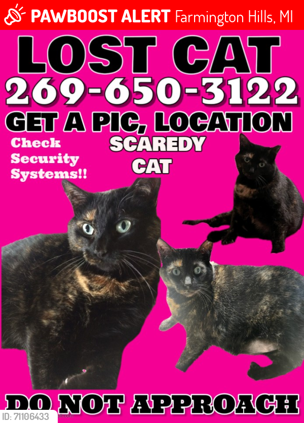 Lost Male Cat last seen 14 Mile Road Farmington Hills Michigan, Farmington Hills, MI 48322