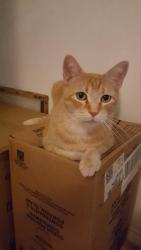 Lost Male Cat last seen Waters Edge apmts , Corpus Christi, TX 78418