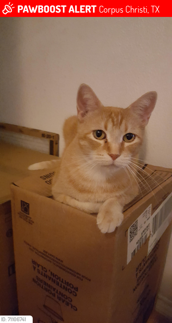 Lost Male Cat last seen Waters Edge apmts , Corpus Christi, TX 78418