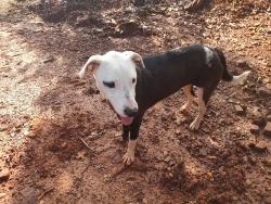 Lost Male Dog last seen Begonia and Hwy 155 outside of Ore City, Upshur County, TX 75683