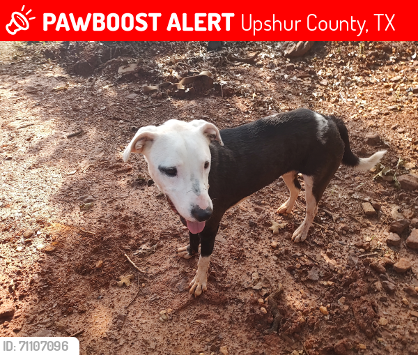 Lost Male Dog last seen Begonia and Hwy 155 outside of Ore City, Upshur County, TX 75683