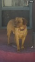 Lost Male Dog last seen O’Rourke and O’Dell, El Paso, TX 79934