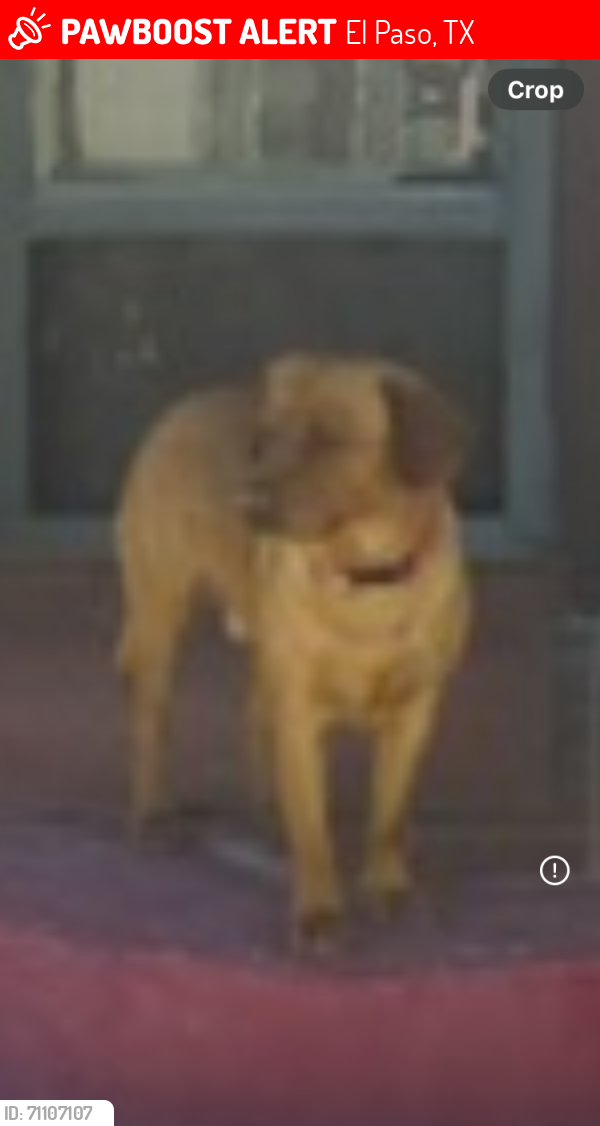 Lost Male Dog last seen O’Rourke and O’Dell, El Paso, TX 79934