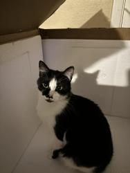 Lost Female Cat last seen Regency Park Blvd, Port Richey, FL 34668