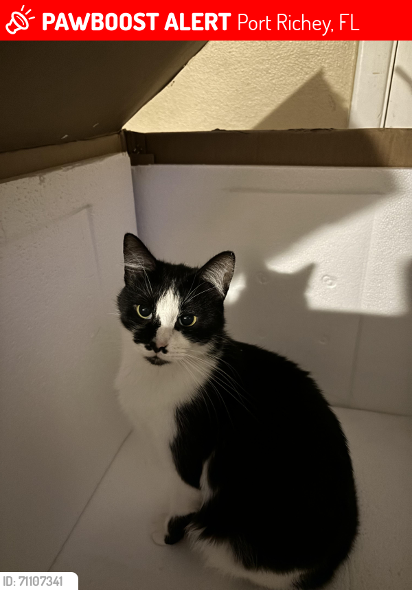 Lost Female Cat last seen Regency Park Blvd, Port Richey, FL 34668
