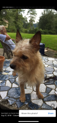 Lost Female Dog last seen 2nd St. Gulfport MS 39501, Gulfport, MS 39501