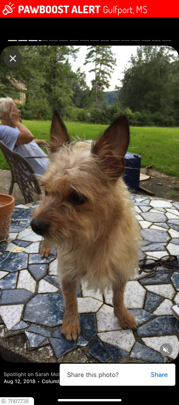 Lost Female Dog last seen 2nd St. Gulfport MS 39501, Gulfport, MS 39501