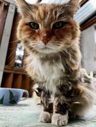 Lost Female Cat last seen Webster Lake neighborhood, Northglenn, CO 80233