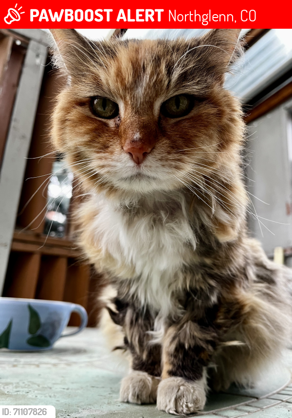 Lost Female Cat last seen Webster Lake neighborhood, Northglenn, CO 80233