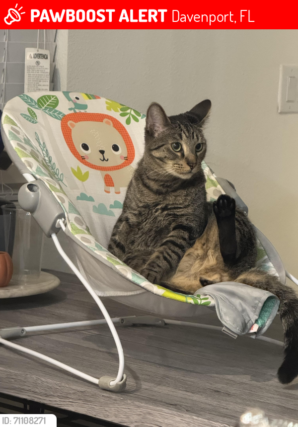 Lost Male Cat last seen Summers Corner Community , Davenport, FL 33896