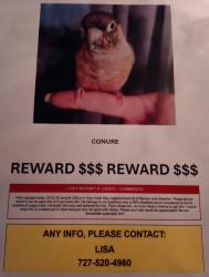 Lost Male Bird last seen Belcher and ulmerton, Pinellas County, FL 33771