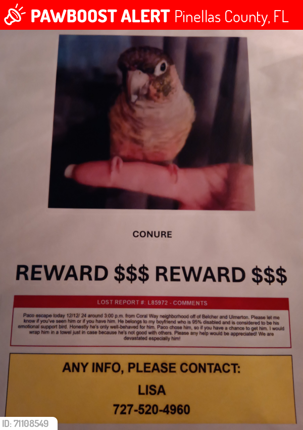 Lost Male Bird last seen Belcher and ulmerton, Pinellas County, FL 33771