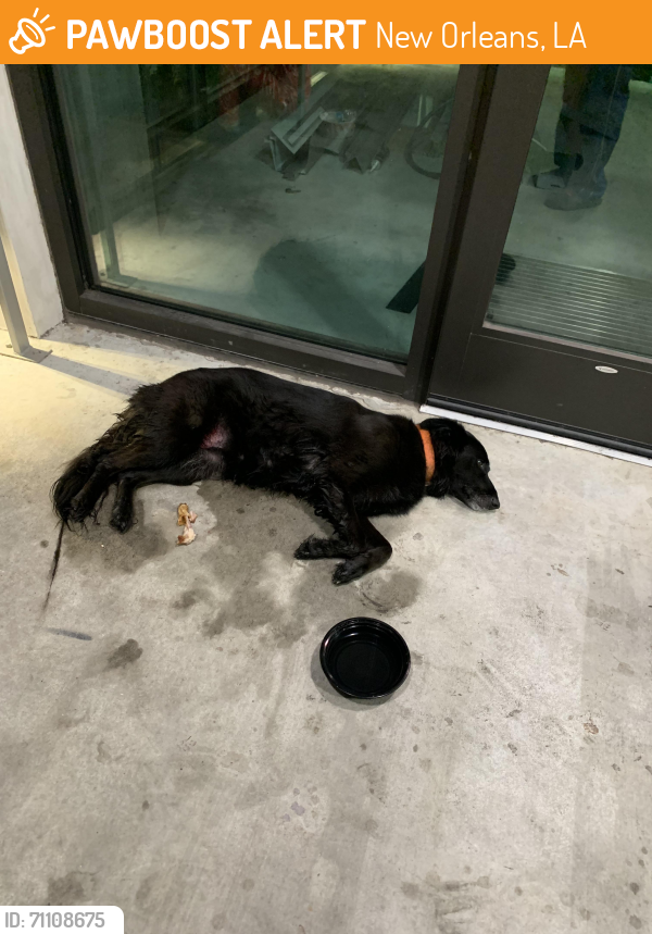 Surrendered Unknown Dog last seen Oretha Castle Haley and Erato street , New Orleans, LA 70113