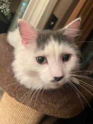 Lost Male Cat last seen Compass Rose , Vermilion Township, OH 44089