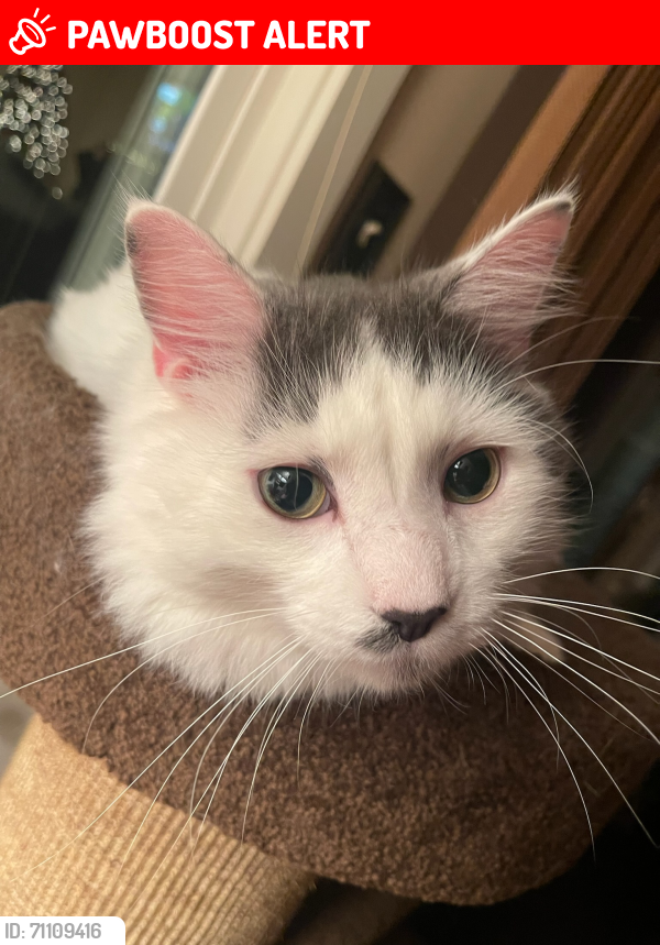 Lost Male Cat last seen Compass Rose , Vermilion Township, OH 44089