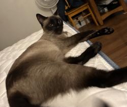 Lost Female Cat last seen Droxford st, Cerritos, CA 90703