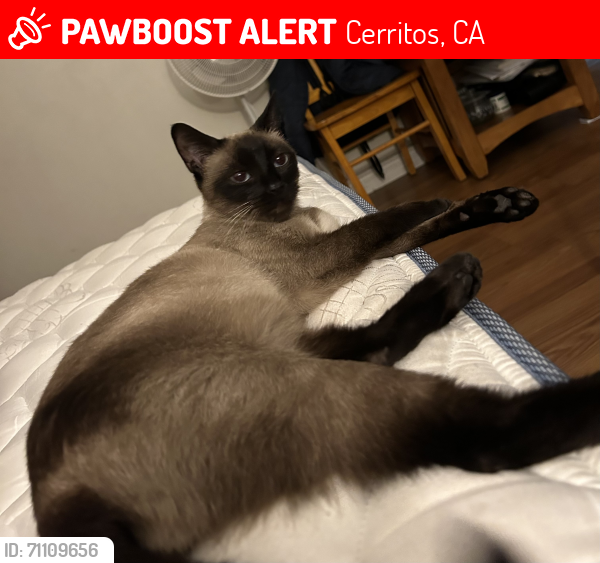 Lost Female Cat last seen Droxford st, Cerritos, CA 90703