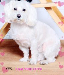 Lost Female Dog last seen Mobil Gas Station, Detroit, MI 48209