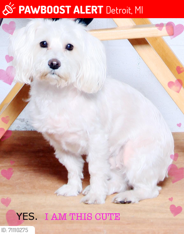 Lost Female Dog last seen Mobil Gas Station, Detroit, MI 48209