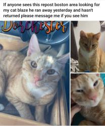 Lost Male Cat last seen Fuller St Dorchester, Ma, Boston, MA 02124