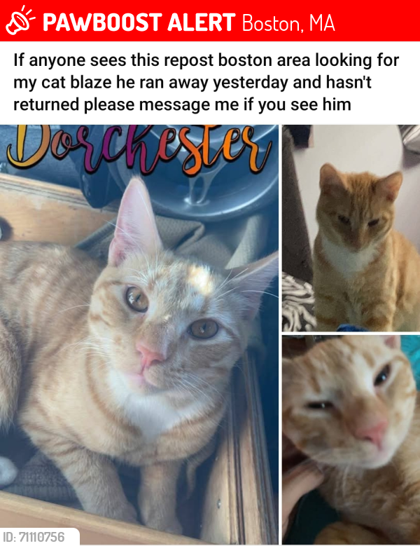 Lost Male Cat last seen Fuller St Dorchester, Ma, Boston, MA 02124