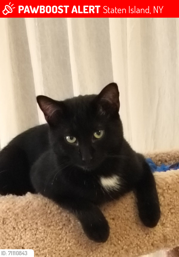 Staten Island, NY Lost Female Cat, Misty Gal Is Missing | PawBoost